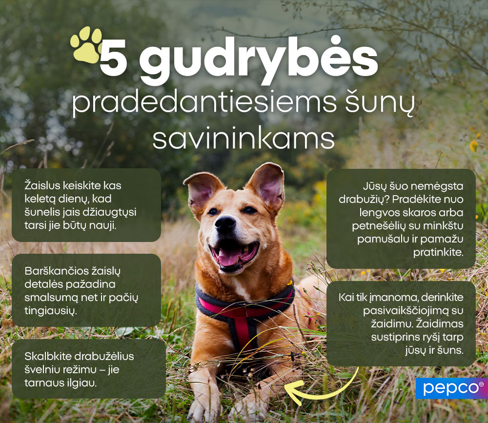 5 gudrybės pradedantiesiems šunų savininkams: 